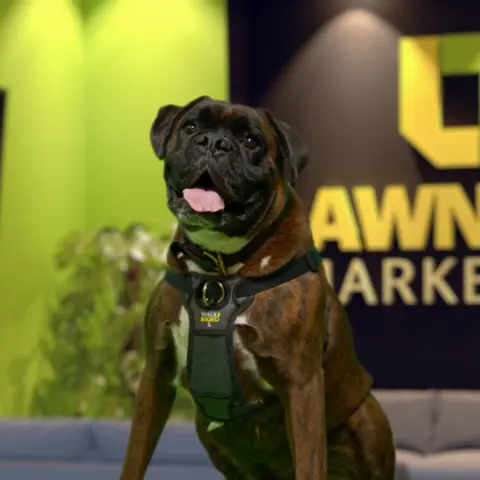 Mr. Shrimp Dogg - Mascot & Director of Security